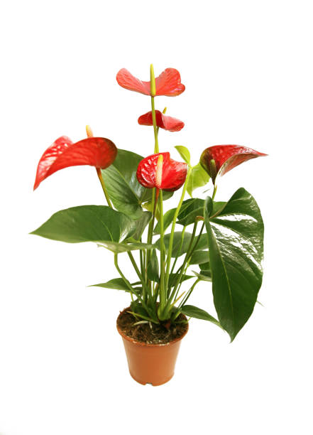 Anthurium indoor plant